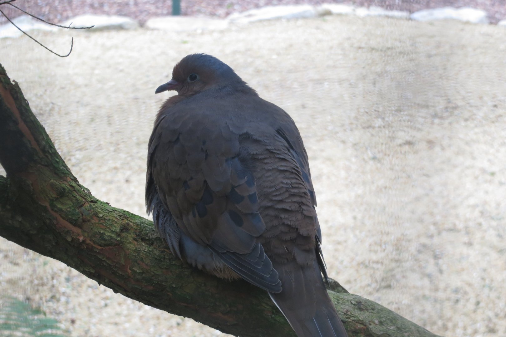 Cottage Aviary - Socorro dove 050119