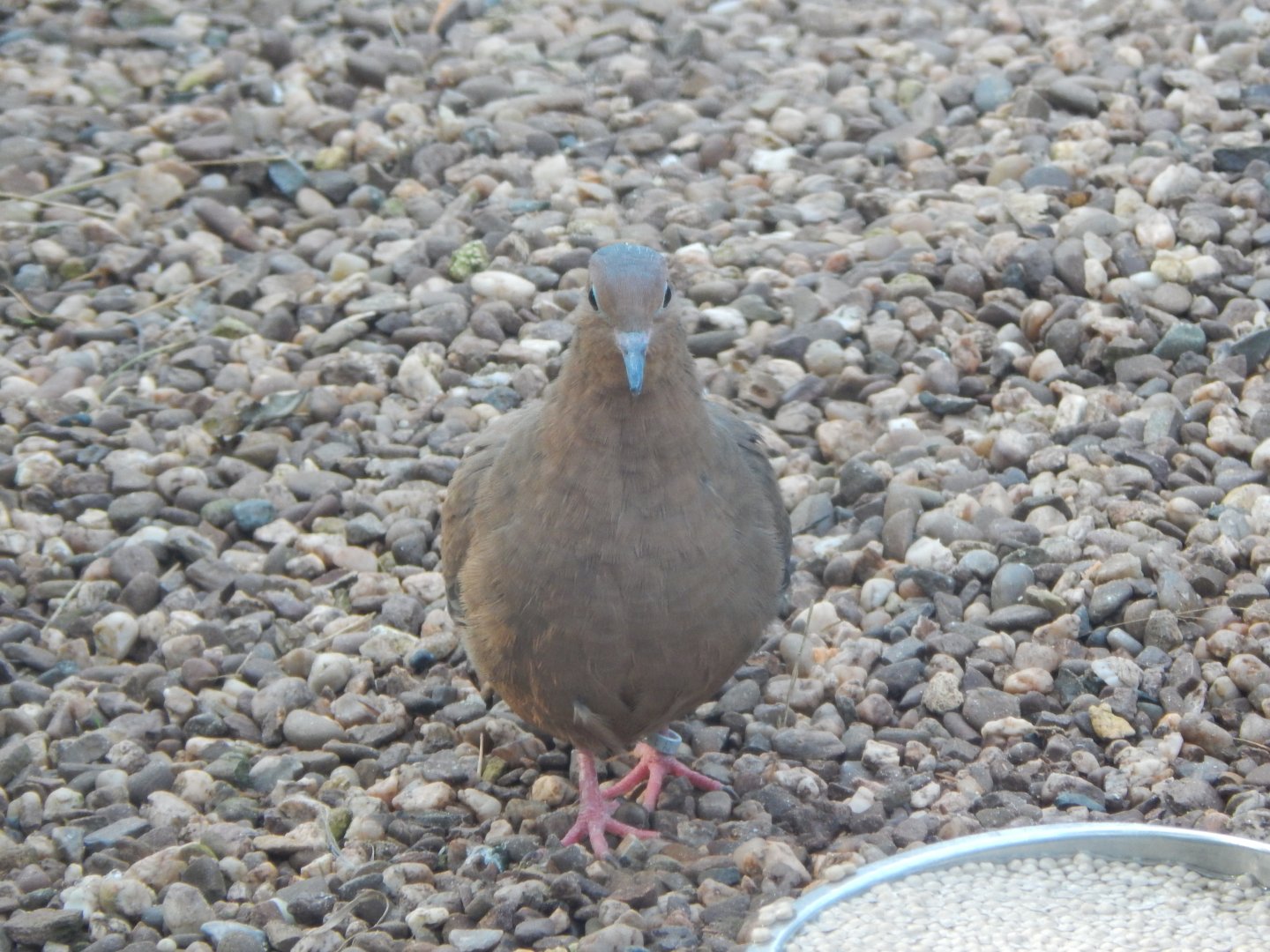 CottageAviary - Socorro dove 181020