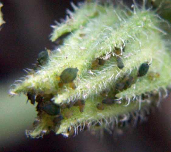Cotton Aphids (Aphis gossypii)