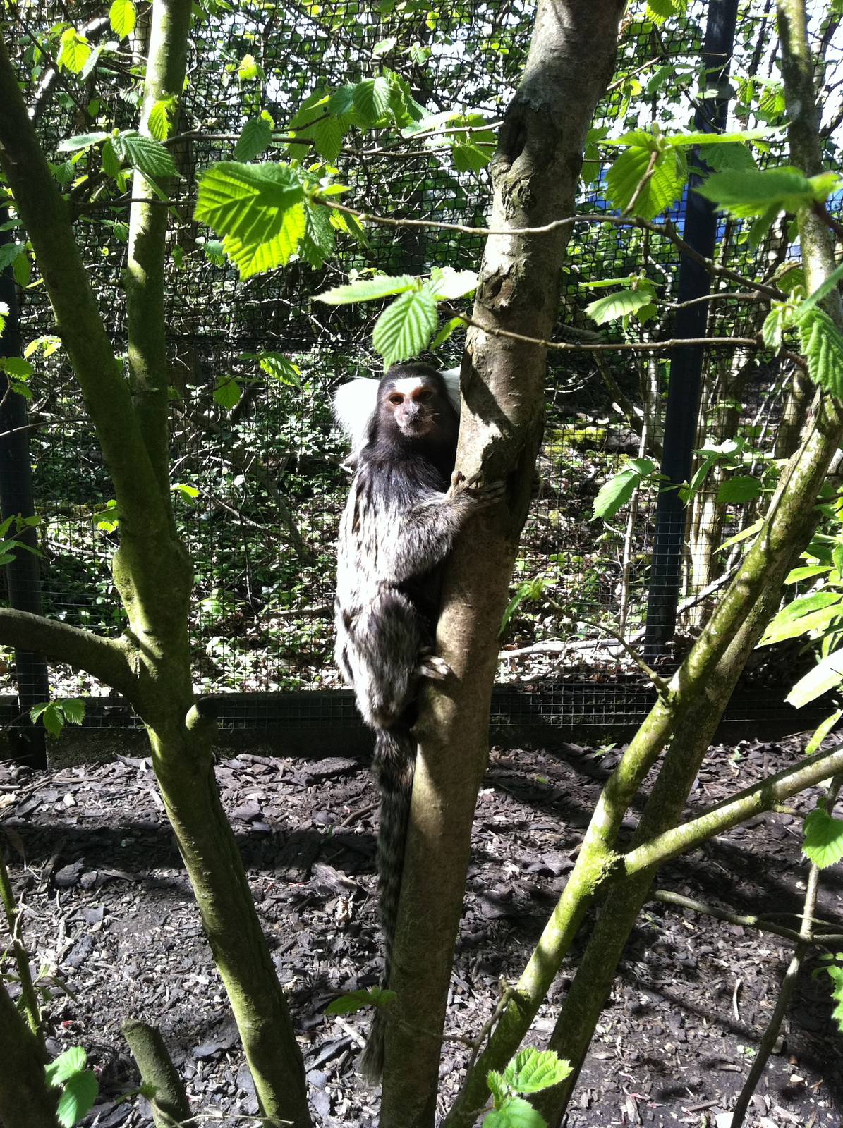 Cotton Eared Marmoset - 24th April 2011