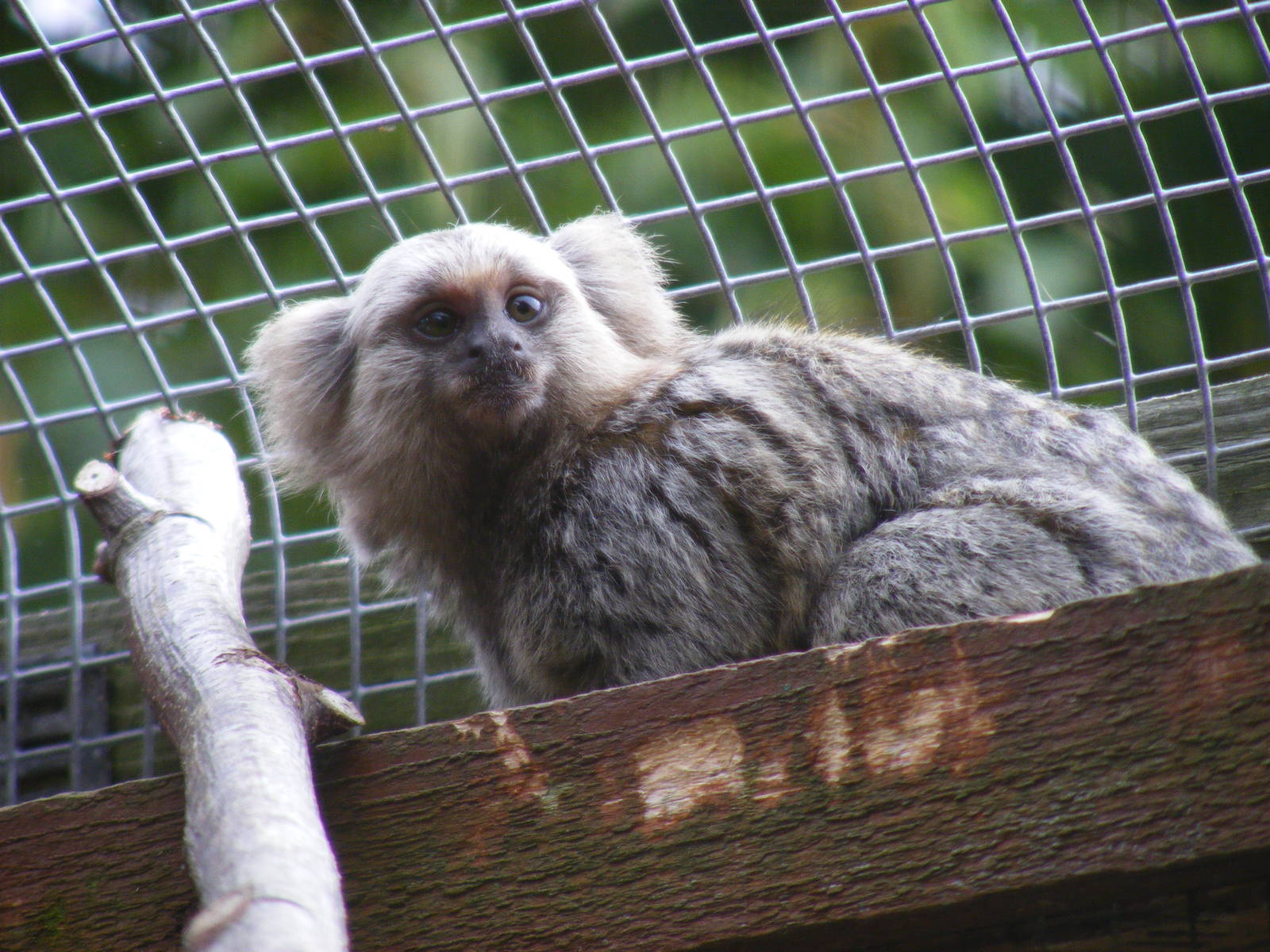 Cotton eared marmoset at Wingham Wildlife Park, 15 August 2010