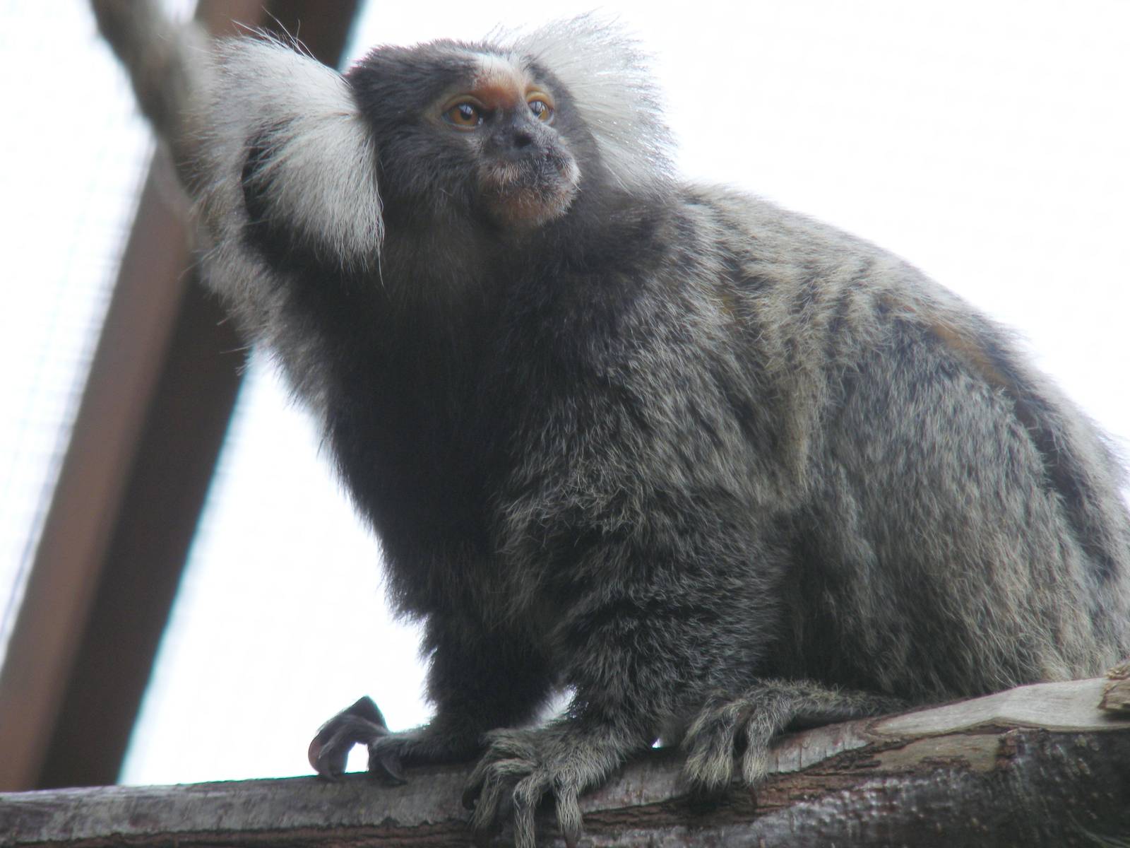Cotton eared marmoset at Wingham Wildlife Park, 15 August 2010