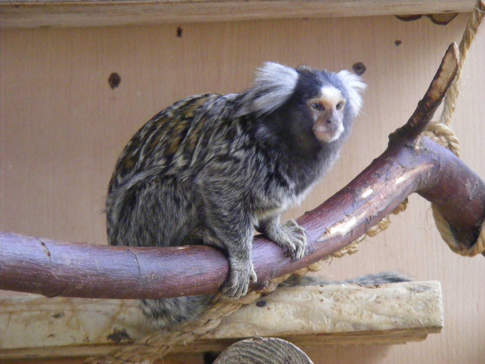 Cotton-eared marmoset at Wingham Wildlife Park, 2 April 2010
