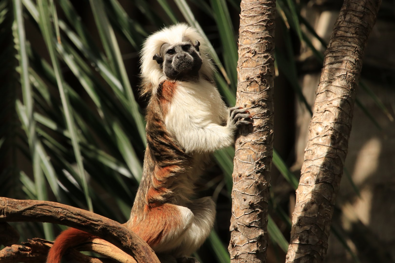 Cotton-headed Tamarin (April 2019)