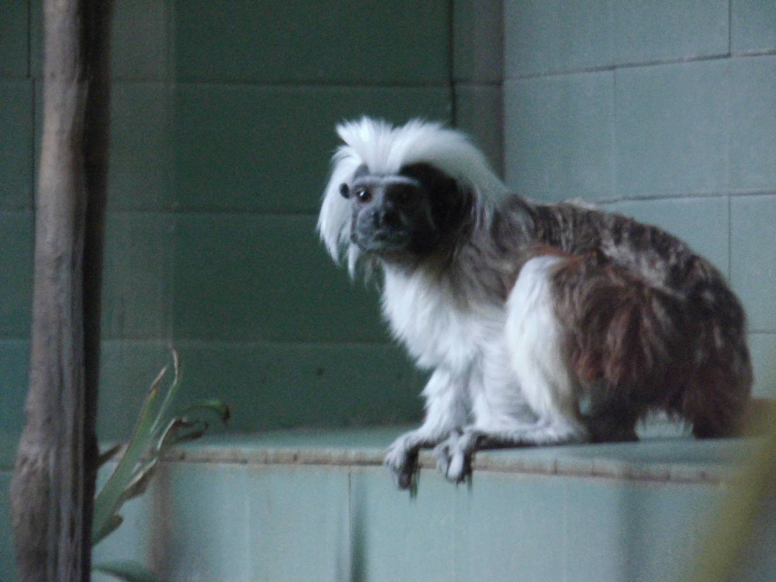Cotton-headed Tamarin at Shanghai zoo 2014-4-3