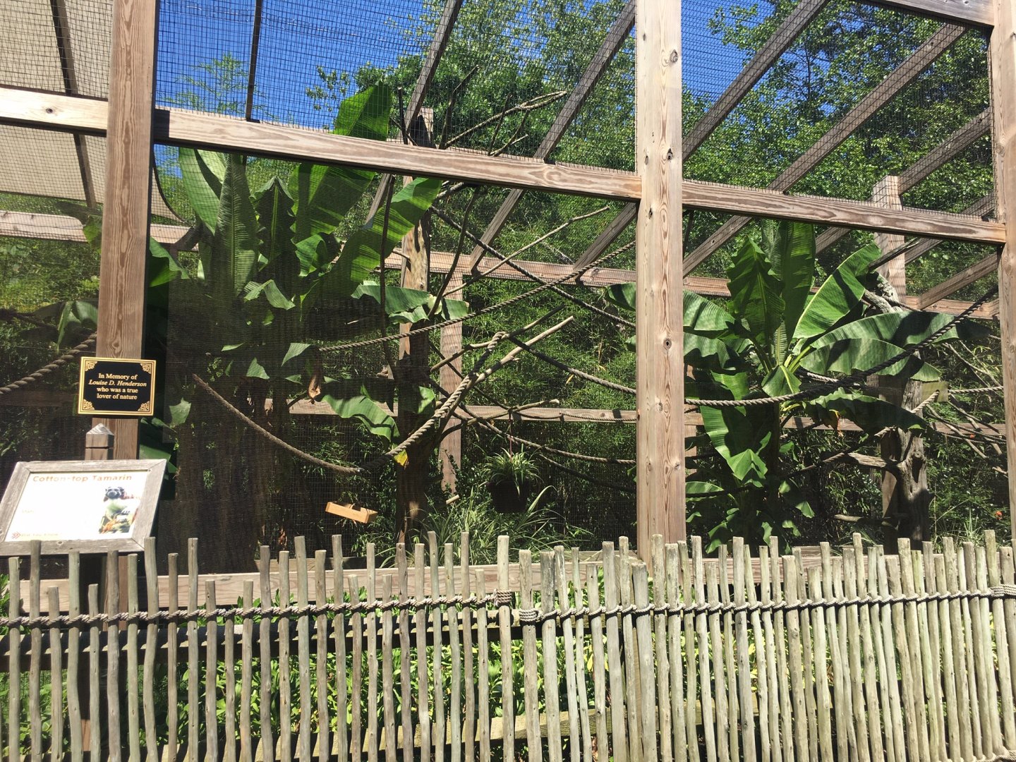 Cotton-headed Tamarin Exhibit