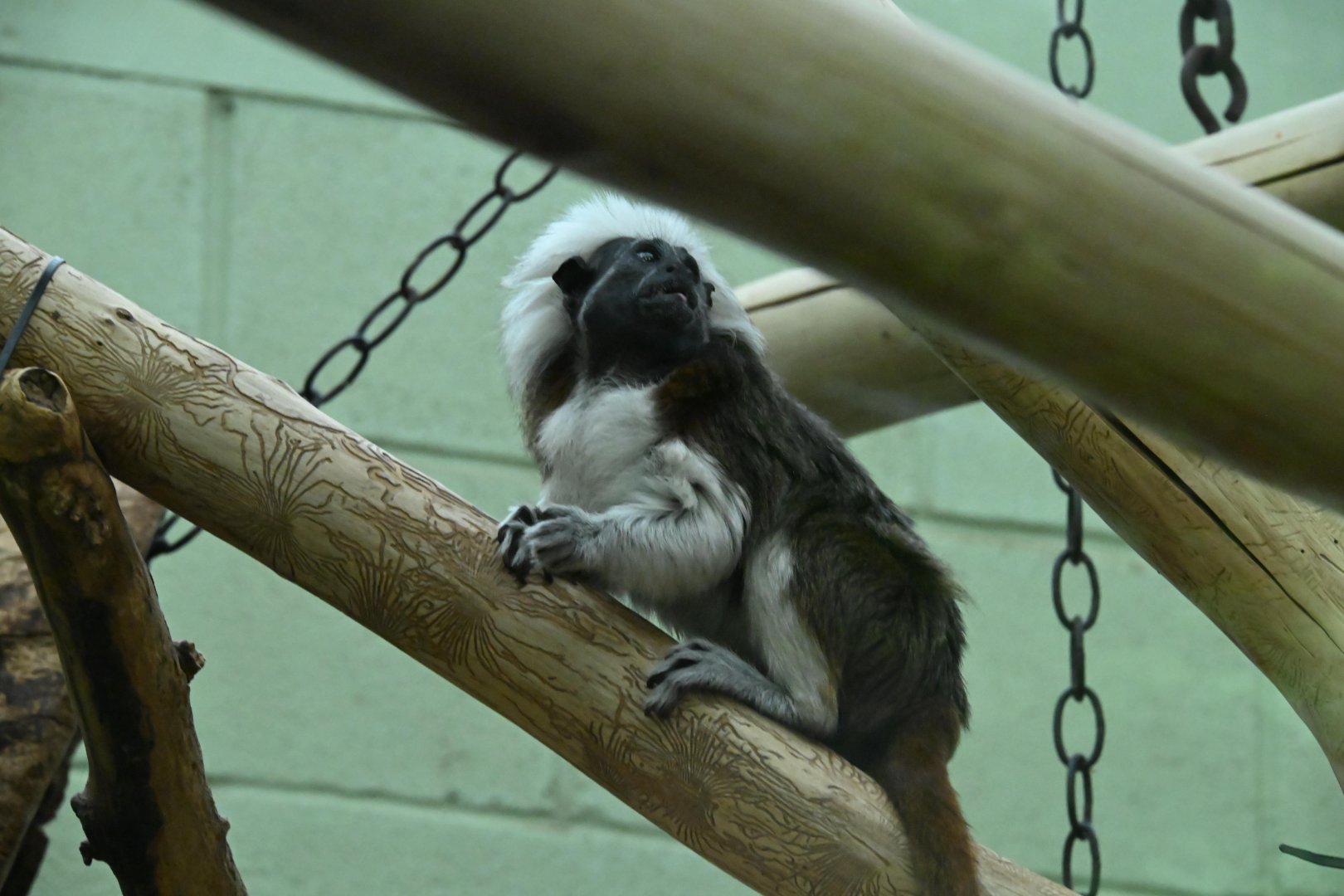 Cotton-headed Tamarin (Saguinus oedipus)