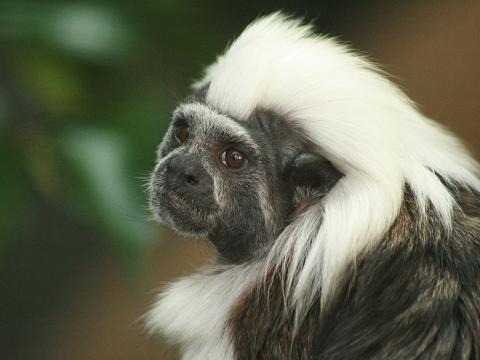 Cotton-headed Tamarin