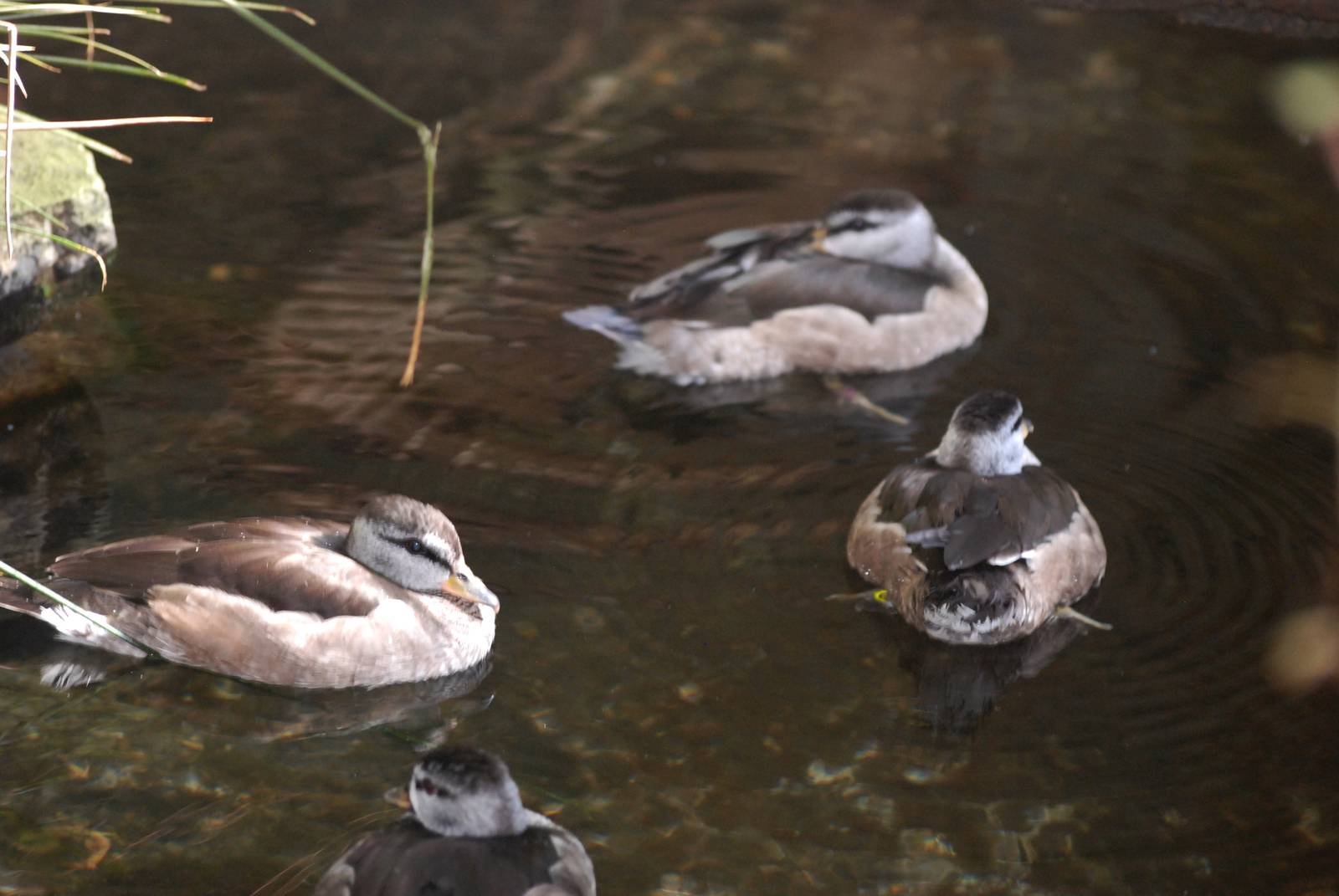 Cotton Pygmy-Geese at Prague, 25/08/12