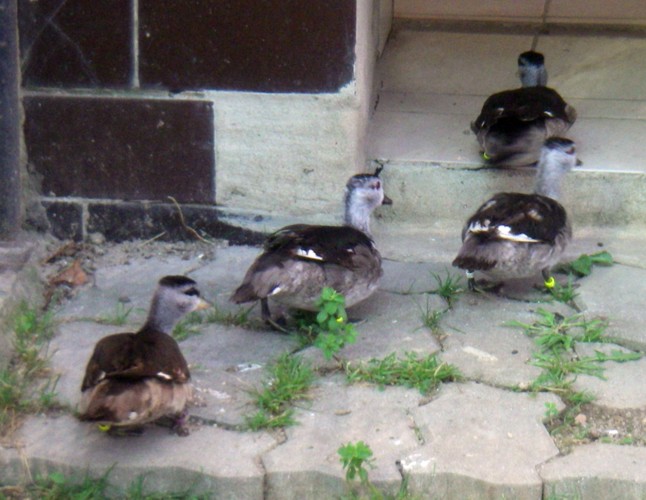 Cotton Pygmy Geese (Nettapus coromandelianus)