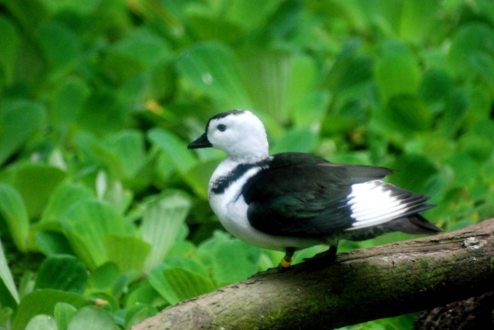 Cotton Pygmy-Goose at Avifauna, 04/06/12