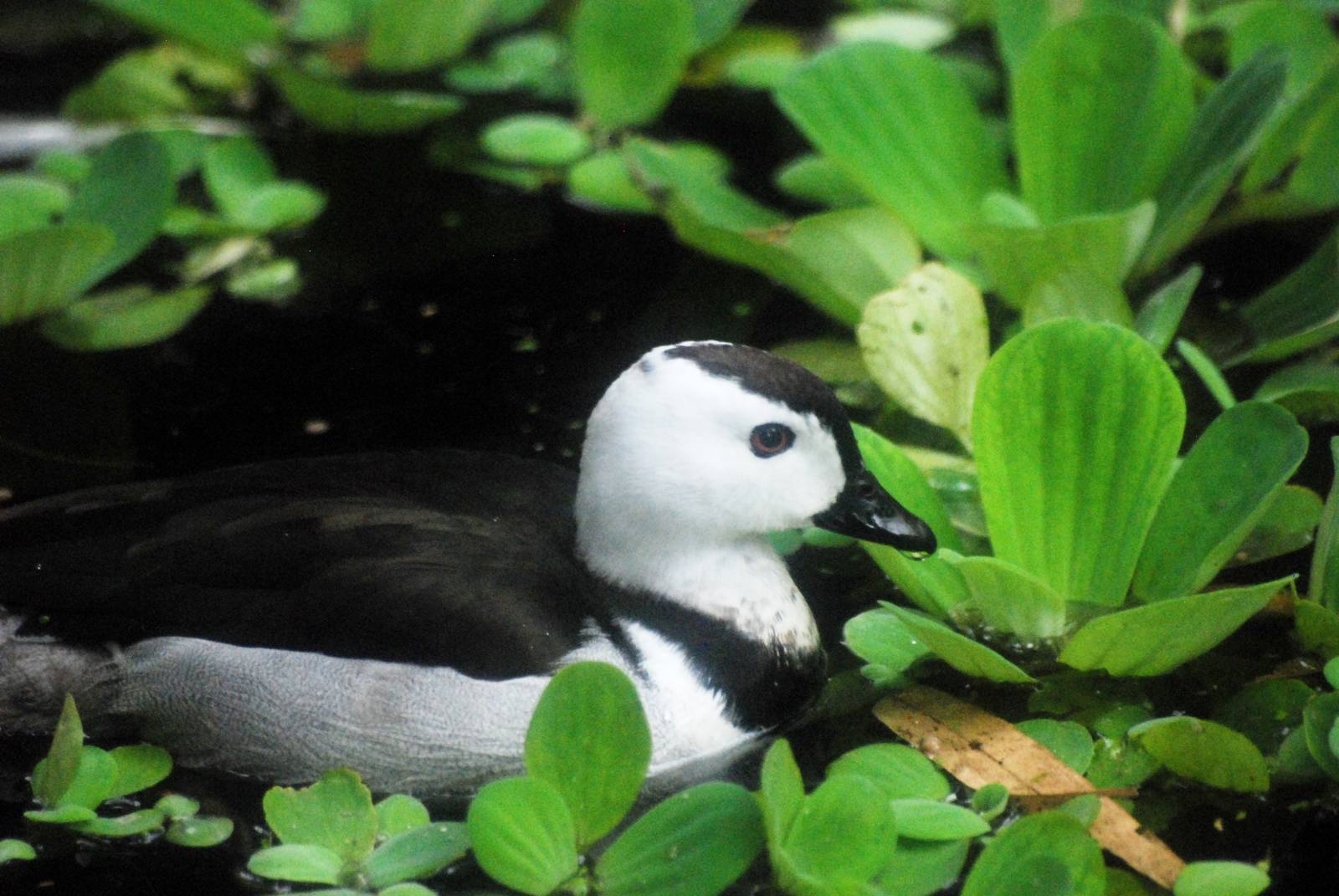 Cotton Pygmy-Goose at Avifauna, 04/06/12