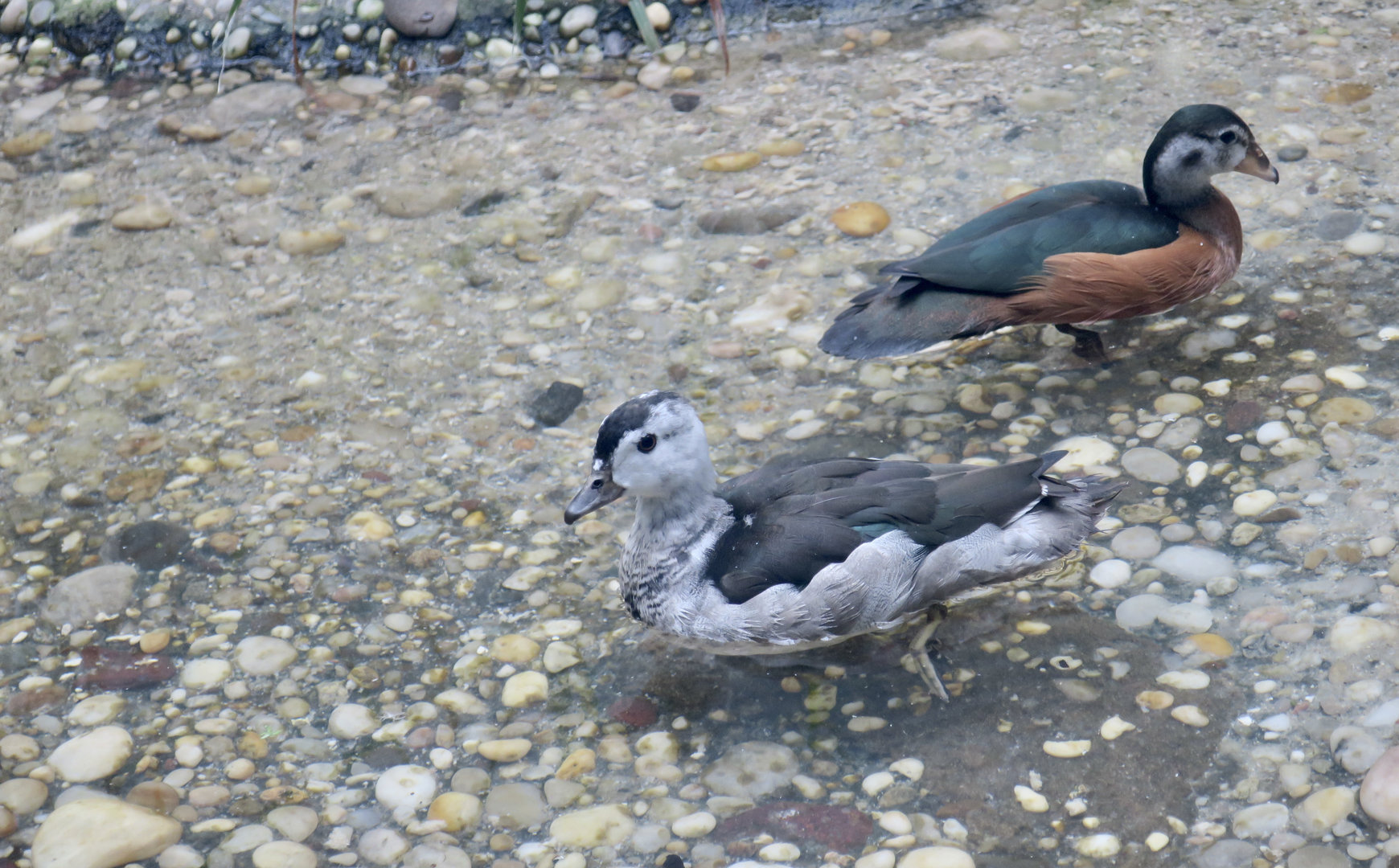 Cotton Pygmy Goose (Nettapus coromandelianus) and African Pygmy Goose (Nettapus auritus)