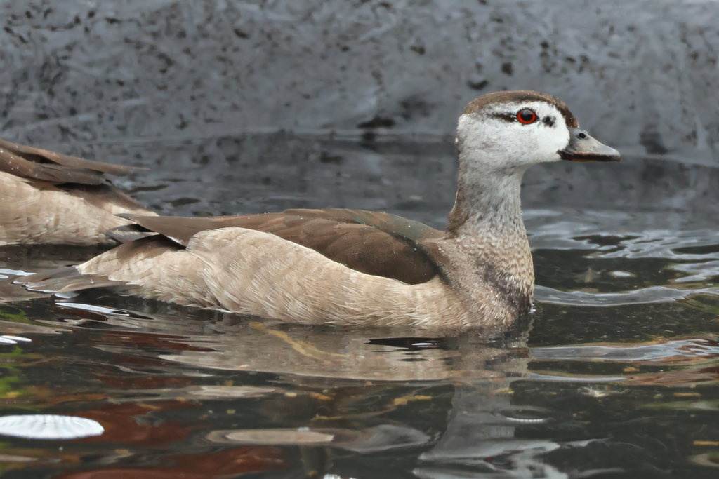 Cotton pygmy goose (Nettapus coromandelianus) - Brook Valley Zoo