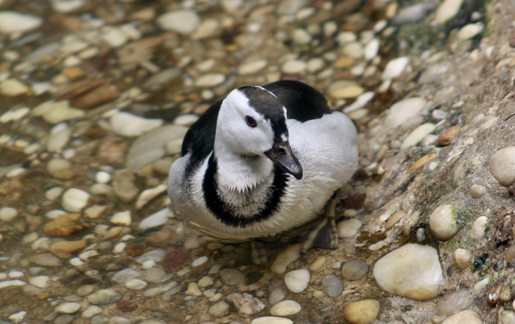 Cotton Pygmy Goose (Nettapus coromandelianus) male