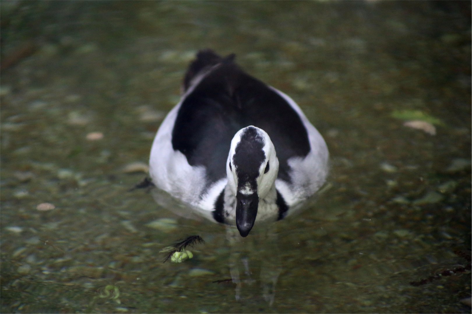 Cotton pygmy goose (Nettapus coromandelianus)