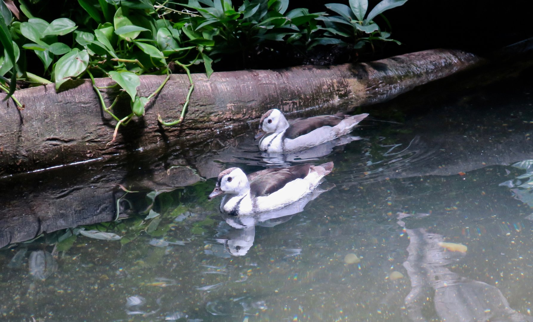 Cotton Pygmy Goose (Nettapus coromandelianus)