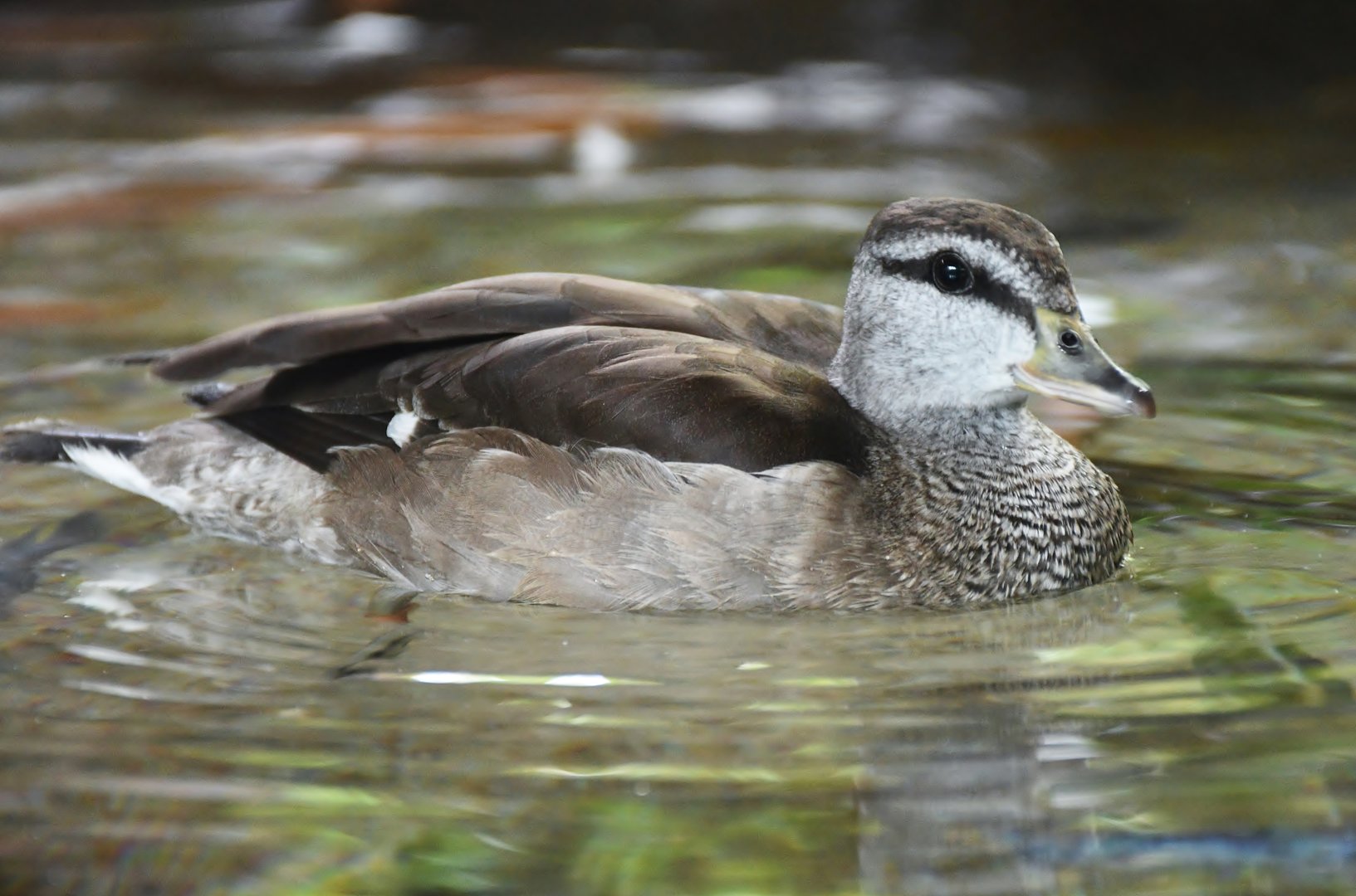 Cotton Pygmy Goose (Nettapus coromandelianus)