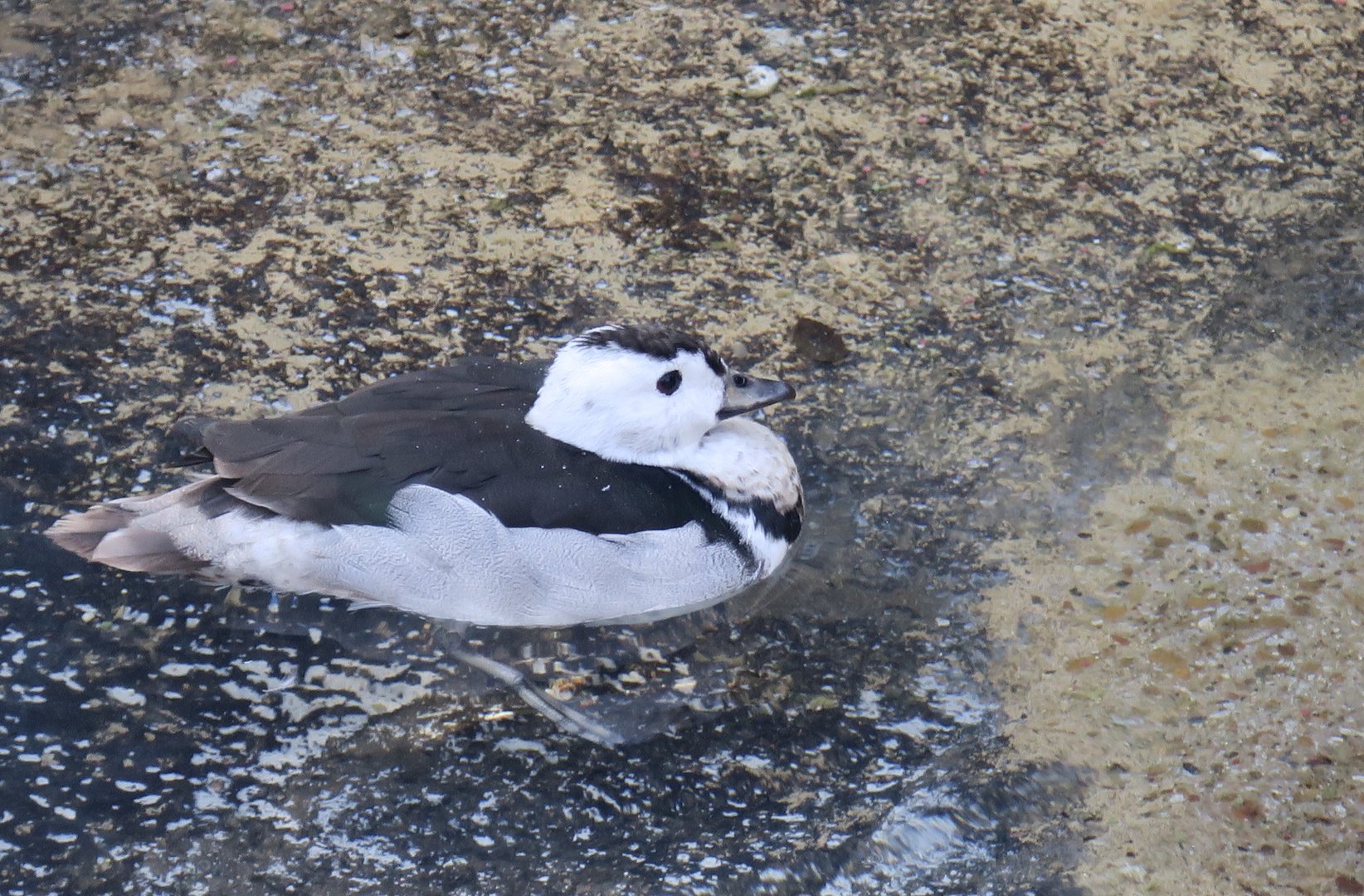 Cotton Pygmy Goose (Nettapus coromandelianus)