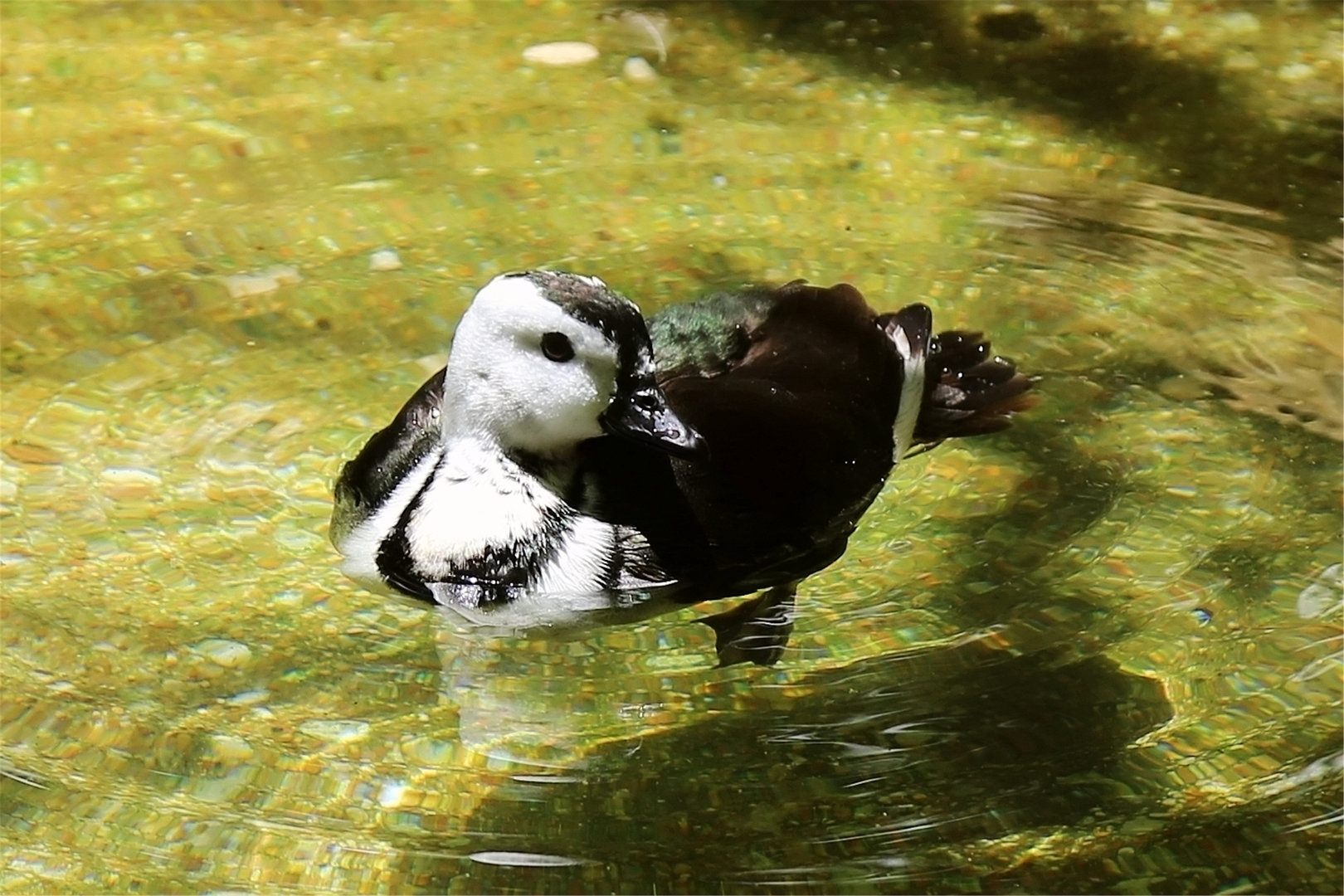 Cotton Pygmy-goose (Nettapus coromandelianus)