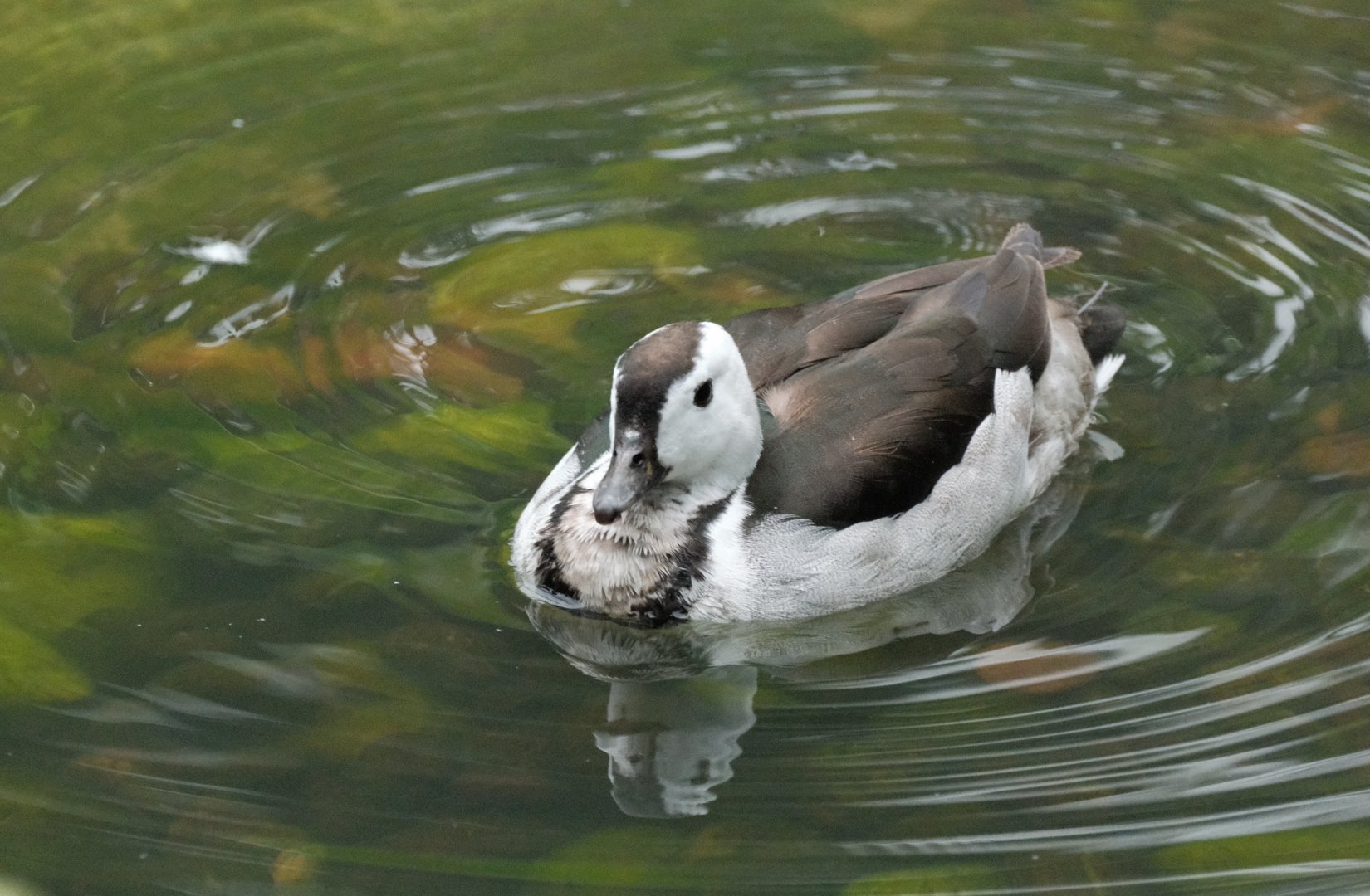 Cotton Pygmy Goose (Nettapus coromandelianus)