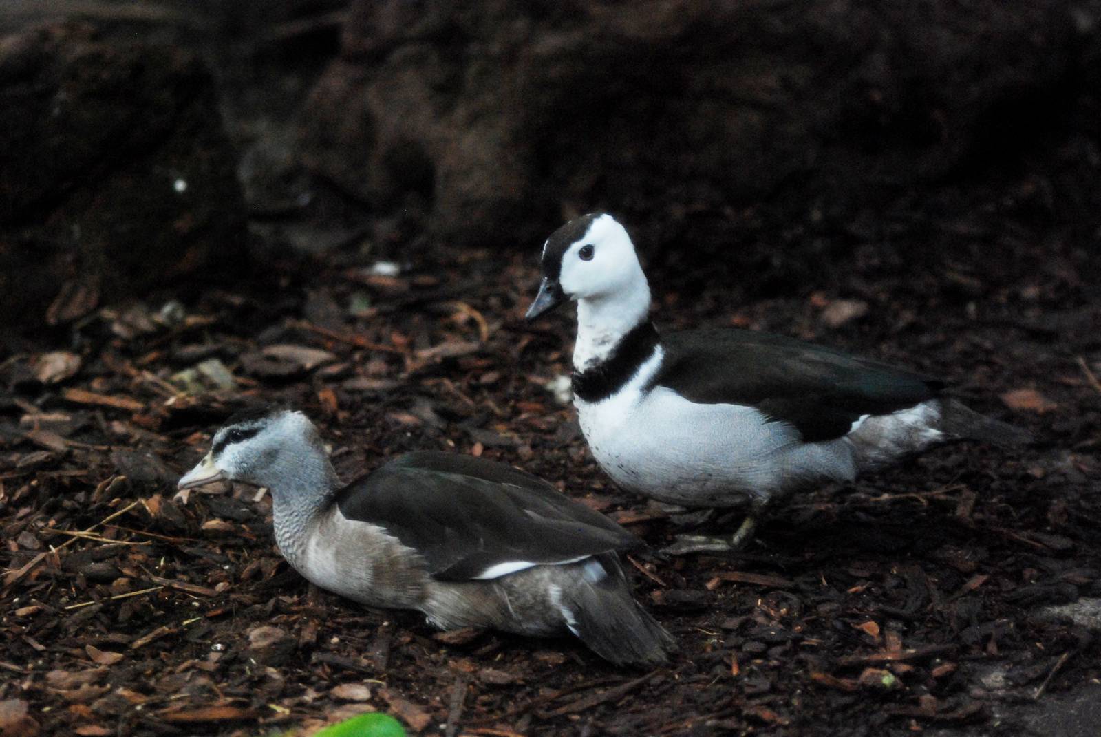 Cotton Pygmy-Goose Pair at Avifauna, 04/06/12