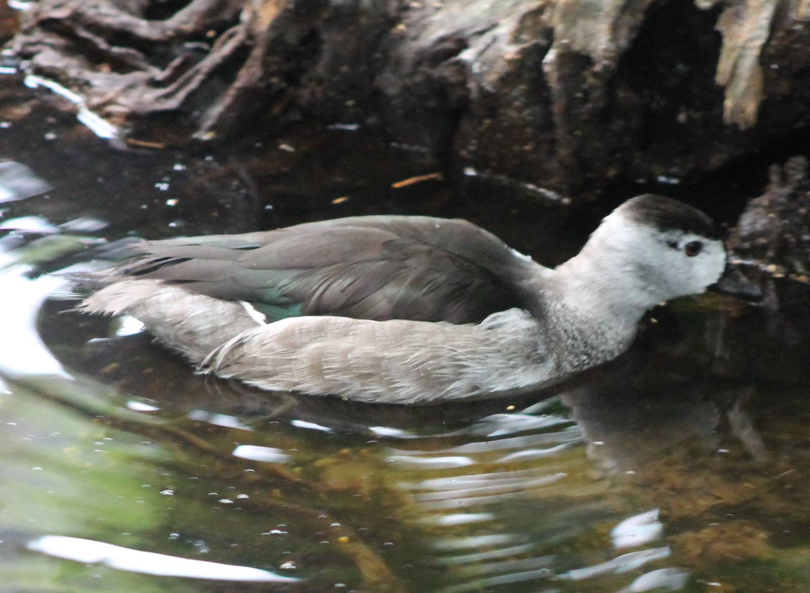 Cotton pygmy goose