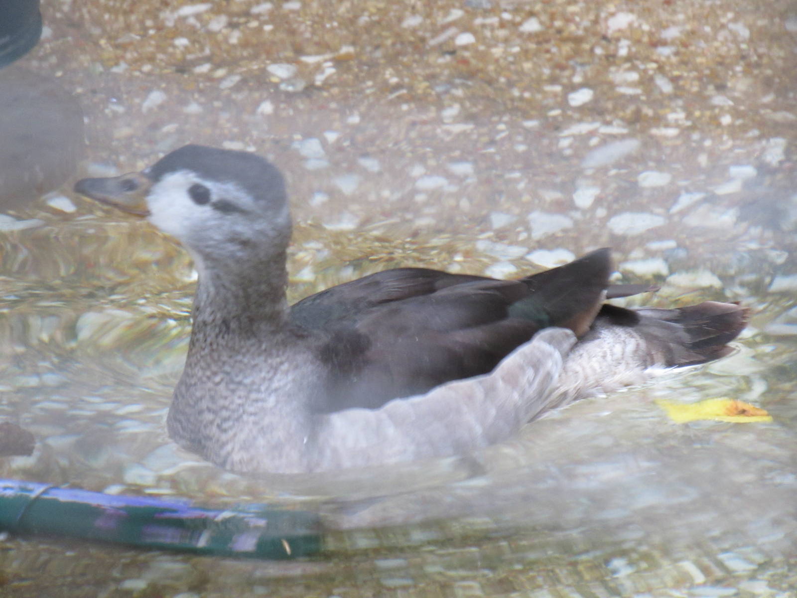 Cotton Pygmy Goose