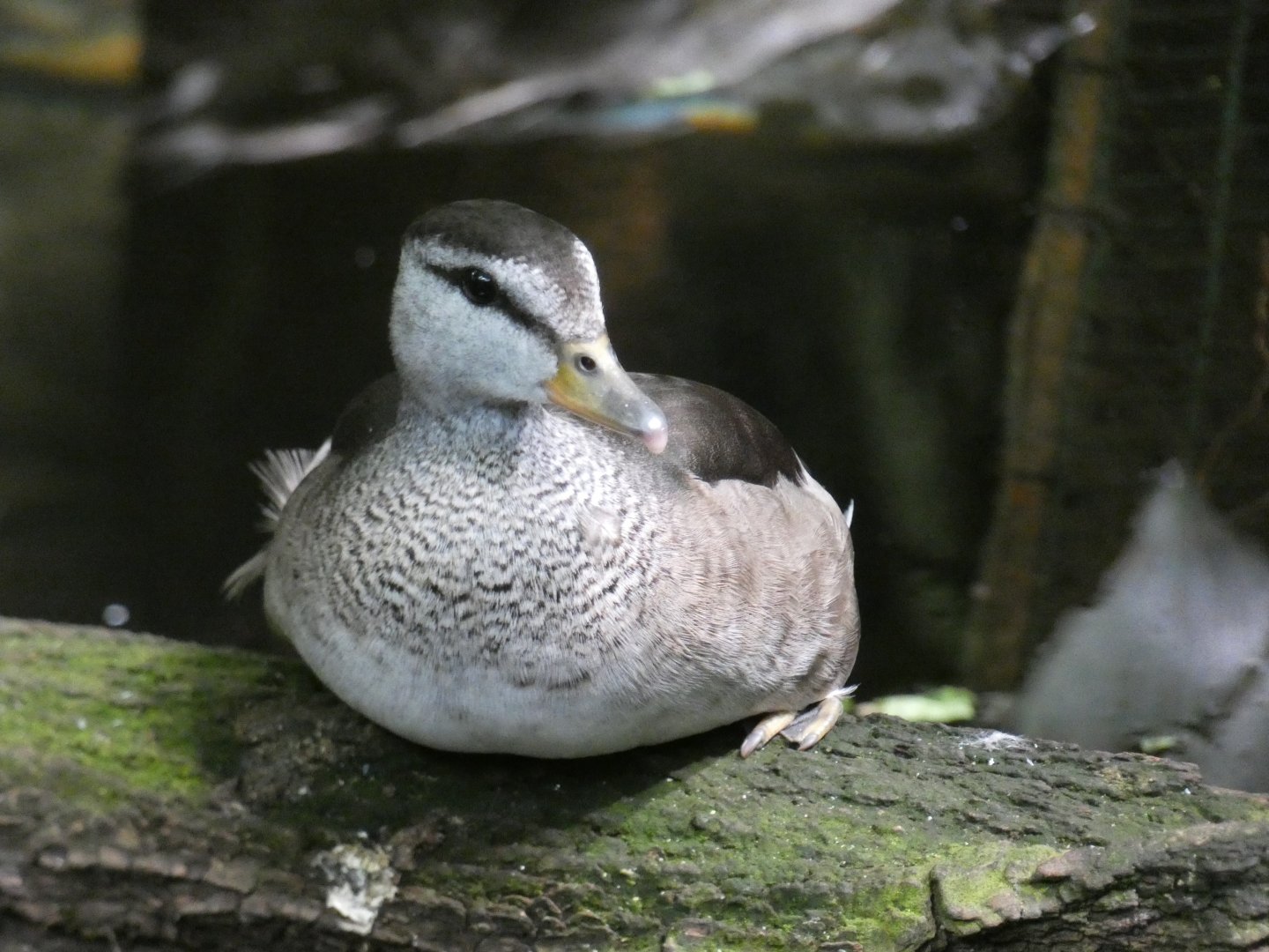 Cotton Pygmy Goose