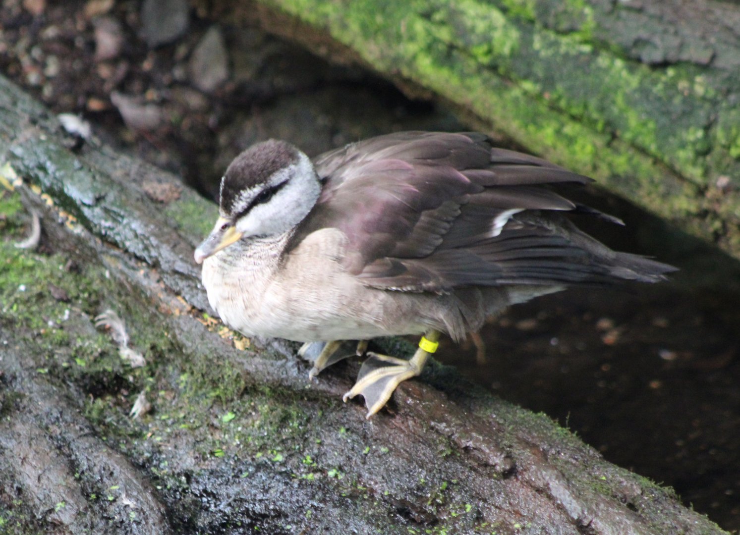 Cotton pygmy-goose