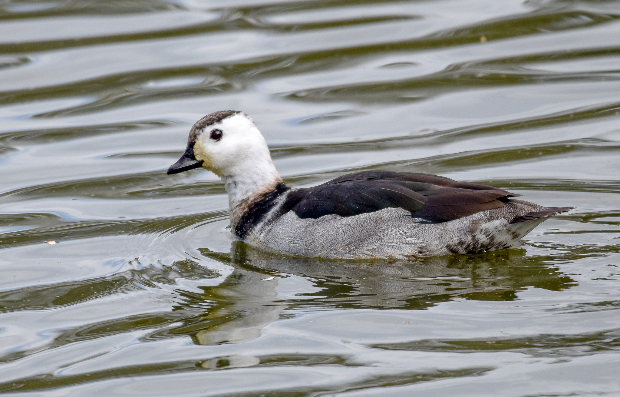 Cotton Pygmy-Goose