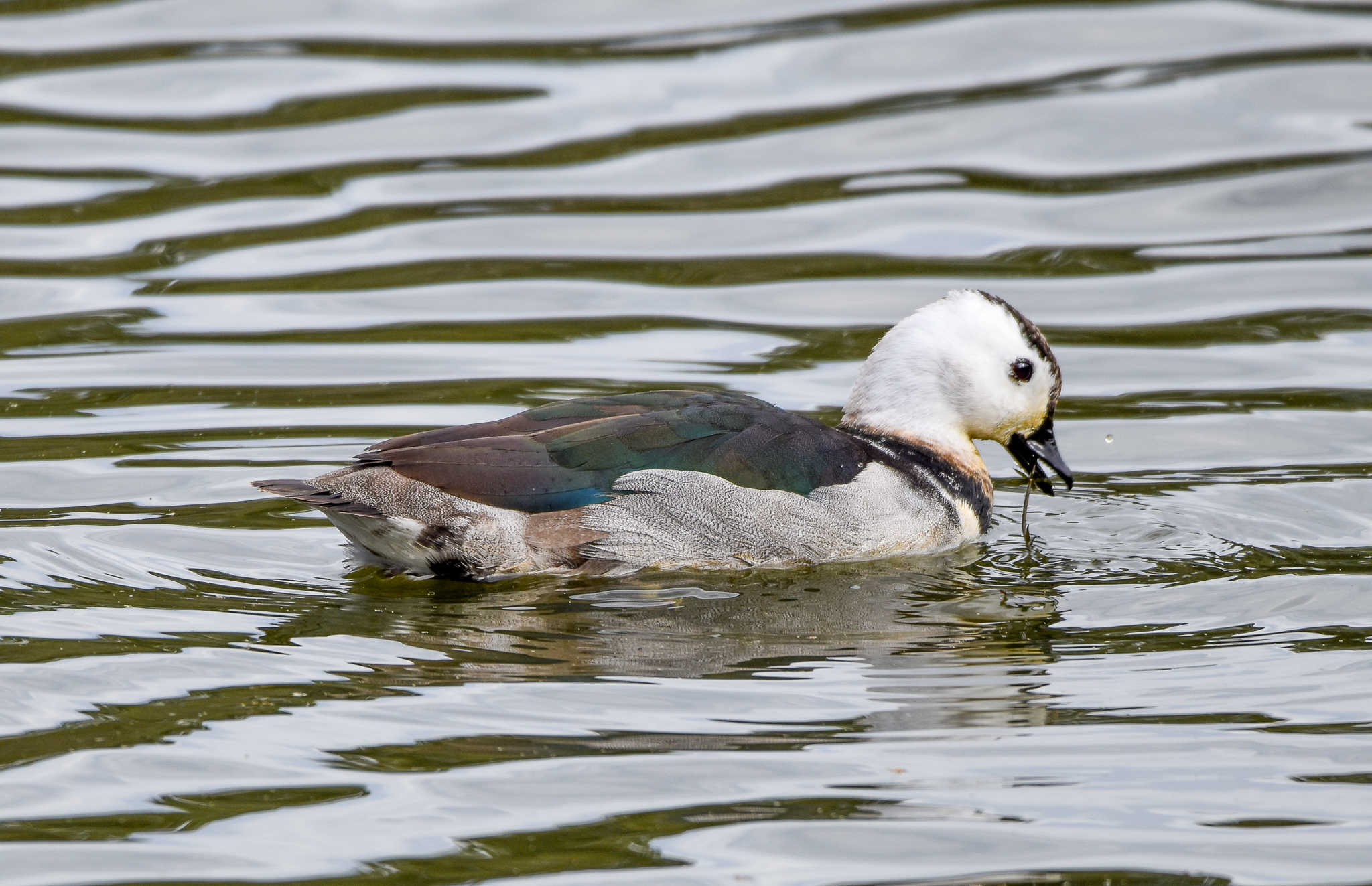 Cotton Pygmy-Goose
