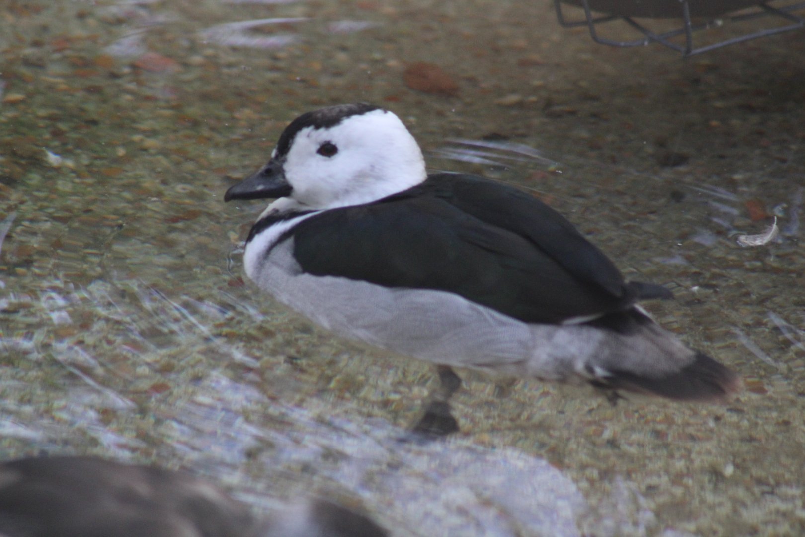 Cotton Pygmy Goose