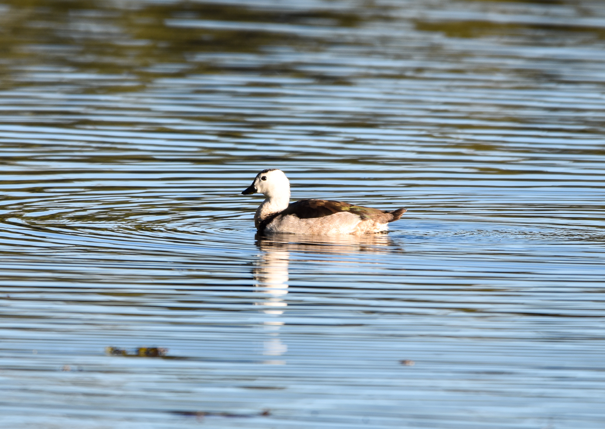Cotton Pygmy-Goose