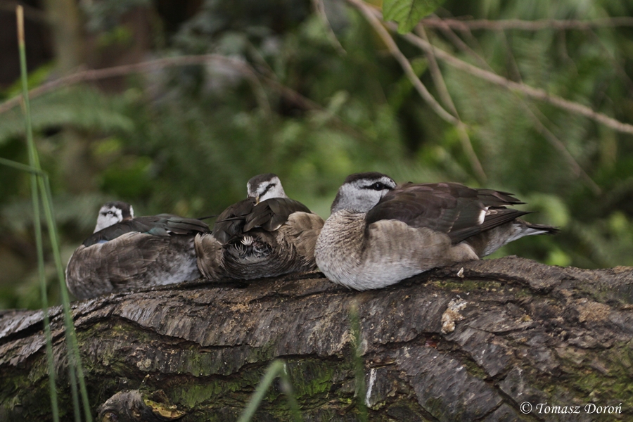 Cotton Pygmy Gooses (Nettapus coromandelianus)