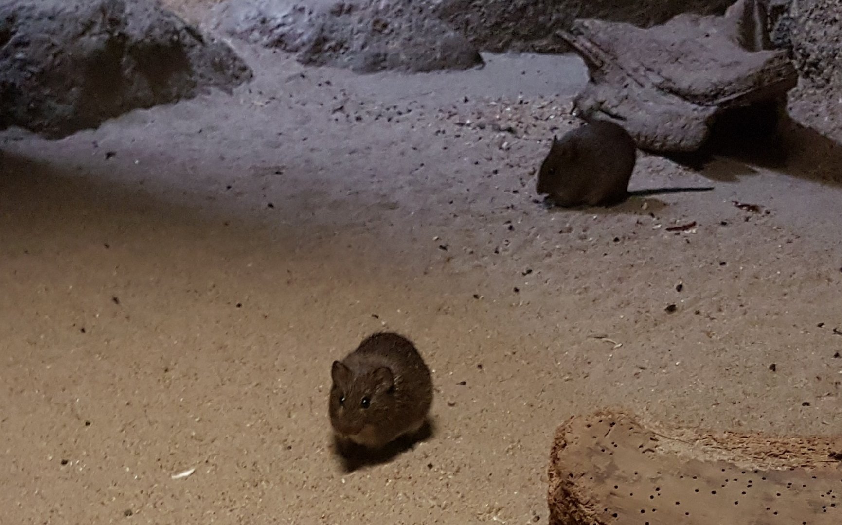 Cotton rats - Sigmodon hispidus