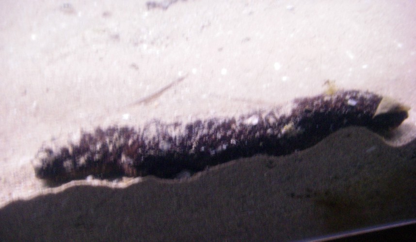 Cotton-spinner sea cucumber, Cotton spinner, Tubular sea cucumber (Holothuria tubulosa)