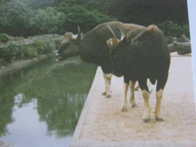 Cotton Terraces 1990.