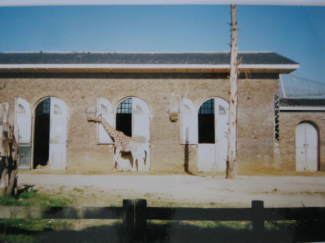 Cotton Terraces Giraffes. 6/10/99