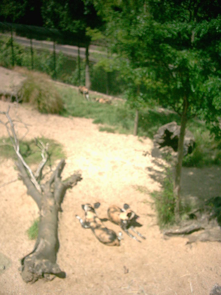 Cotton Terraces London Zoo