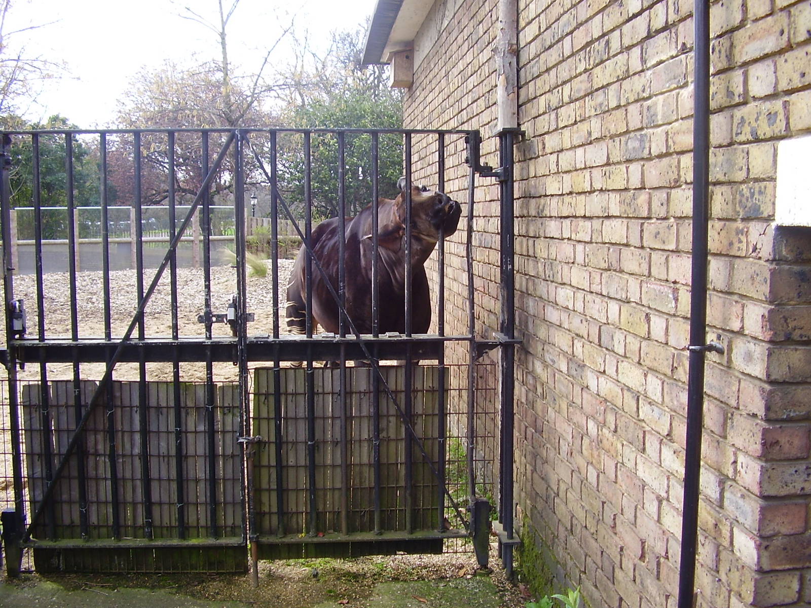 Cotton Terraces - Okapi