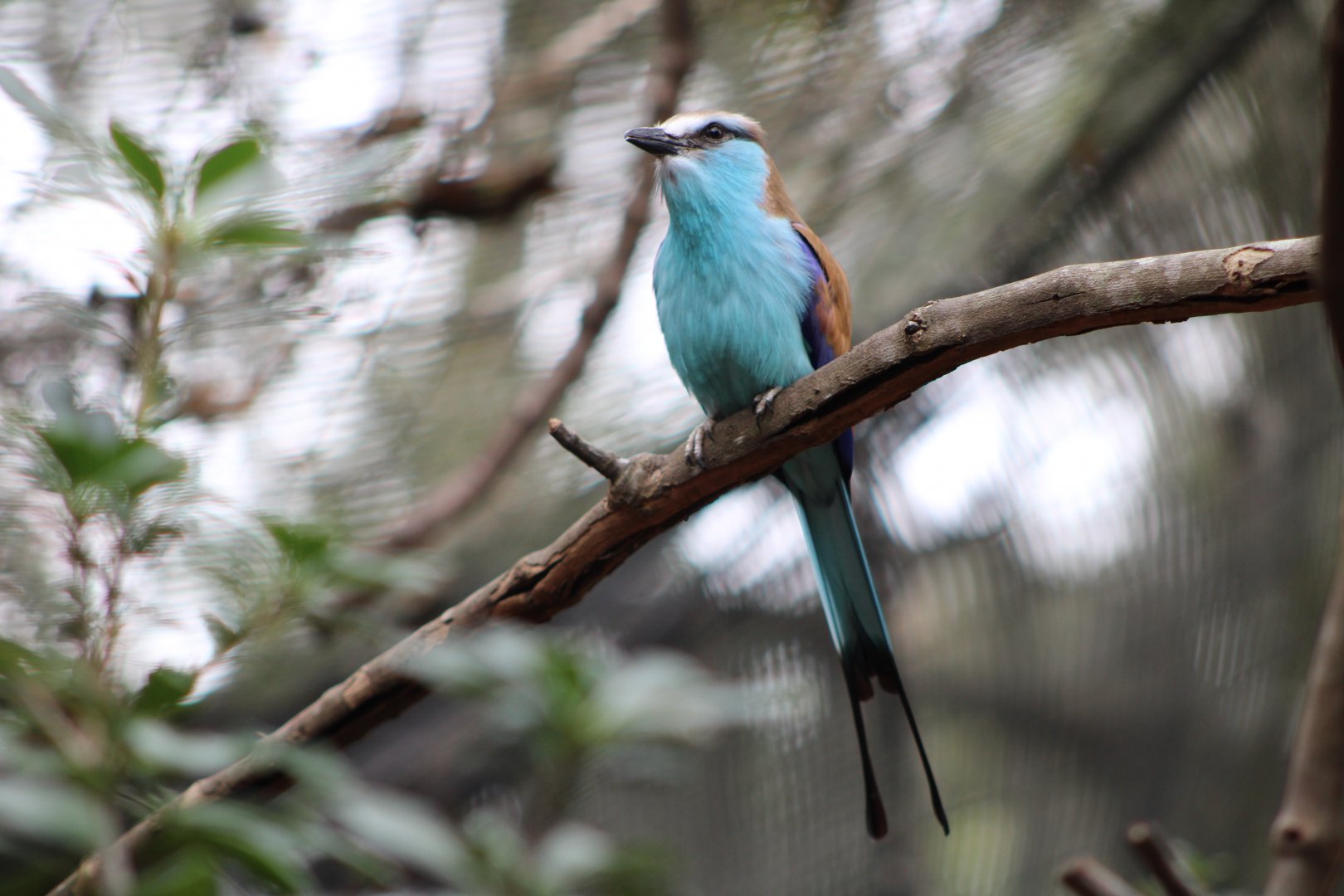 Cotton the Racket-Tailed Roller (Coracias spatulatus)
