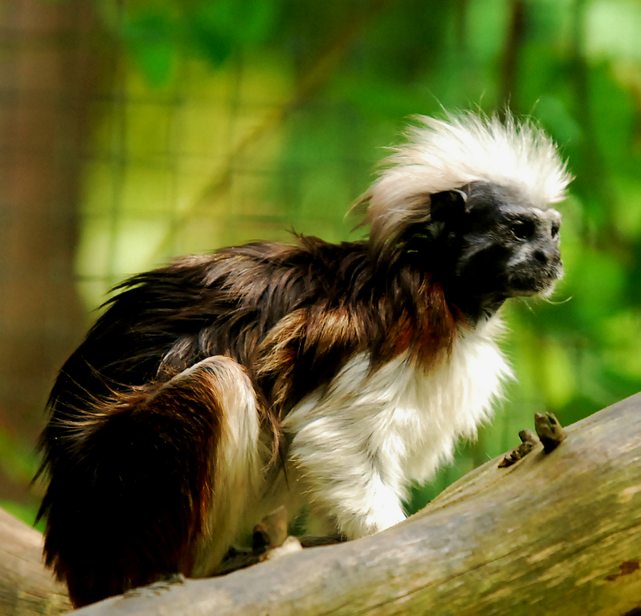 COTTON TOP MARMOSET