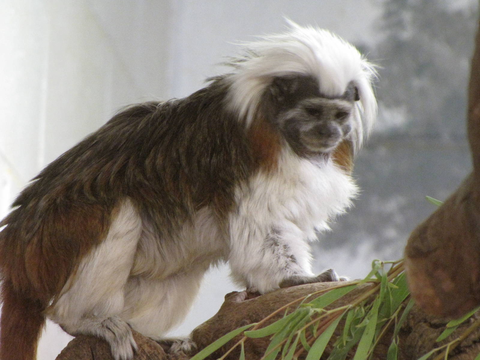 Cotton-top Marmoset