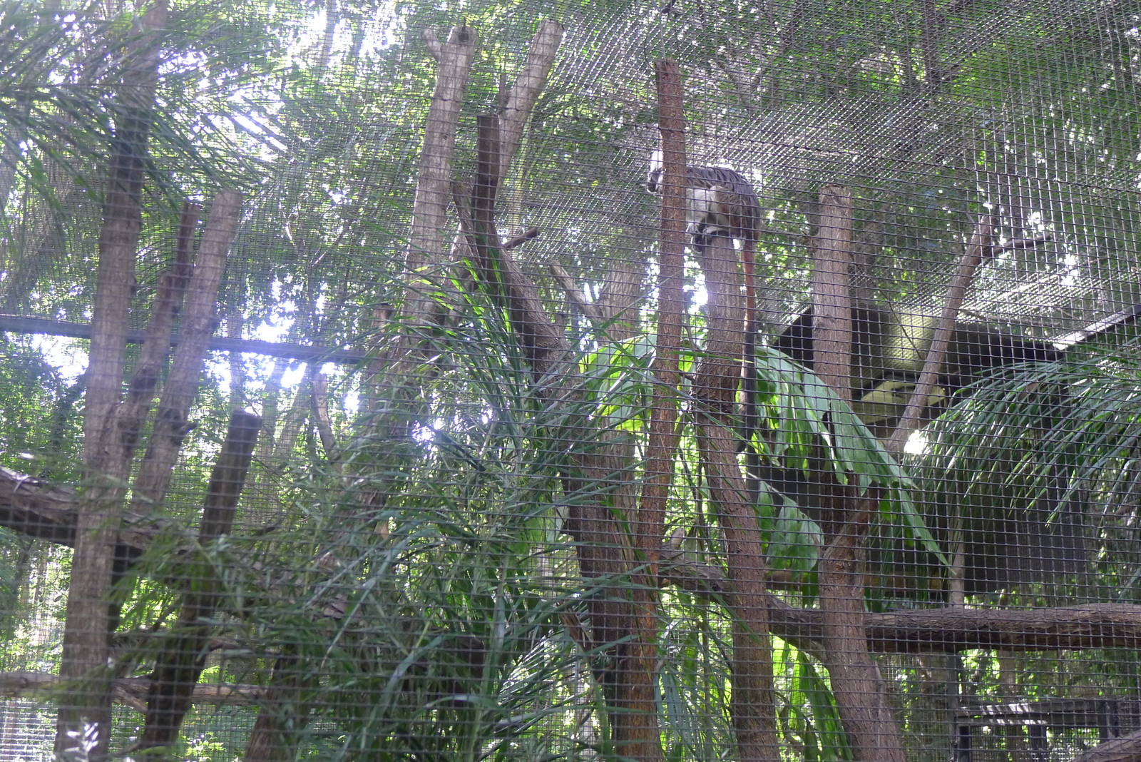 Cotton Top Marmosets