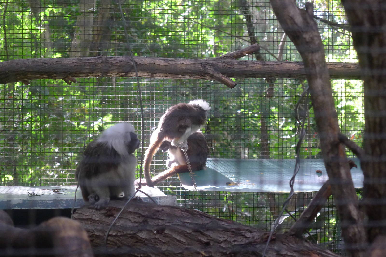 Cotton Top Marmosets