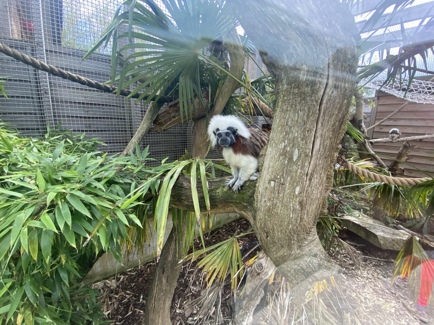 Cotton-top tamarin 020821
