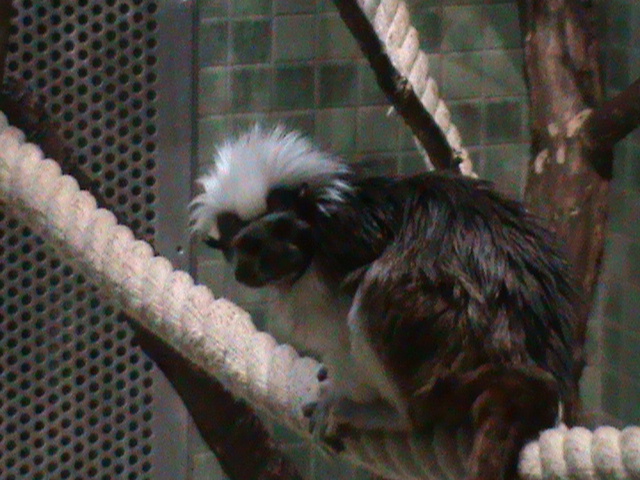 cotton-top tamarin 030910
