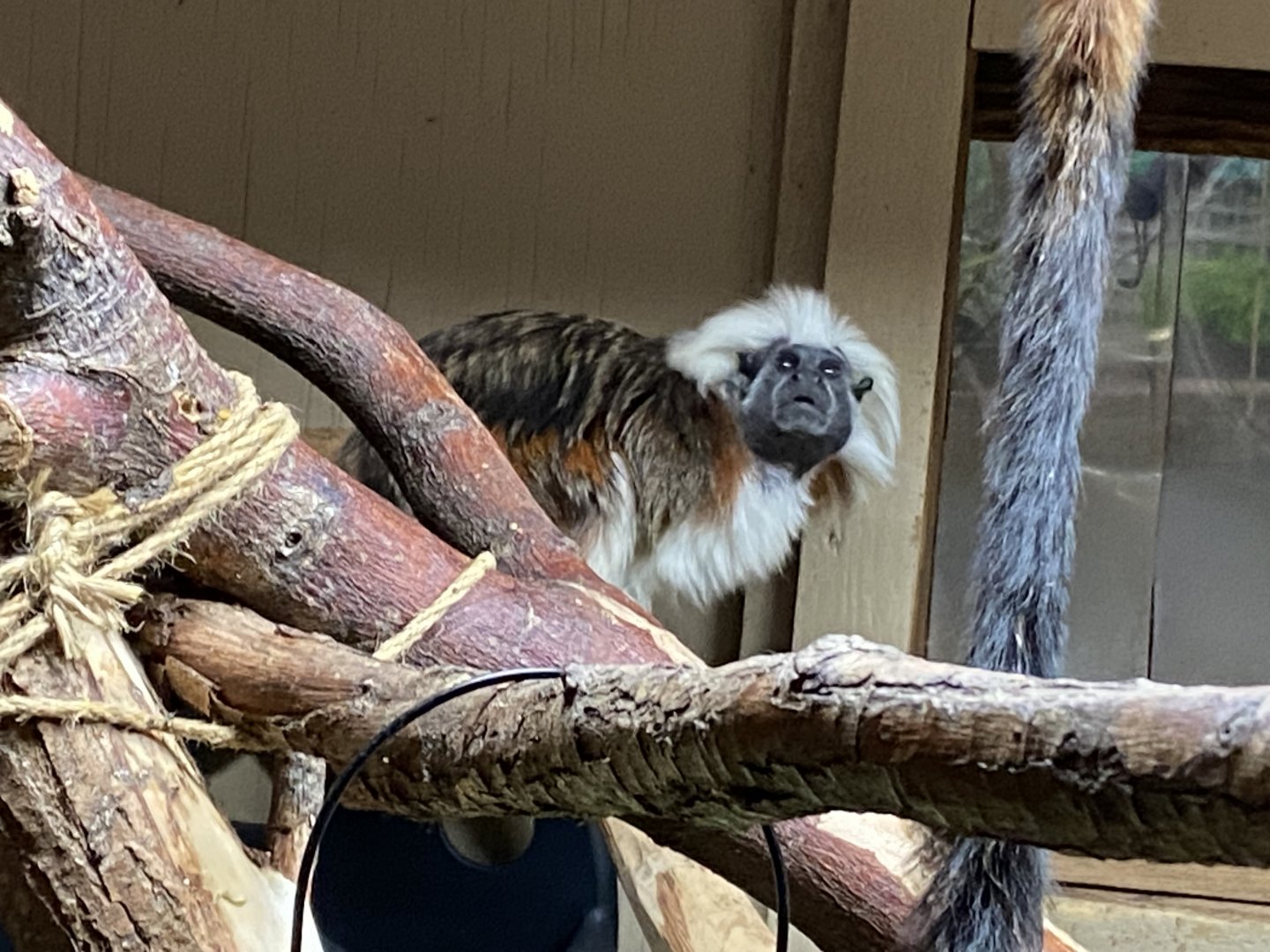 Cotton-top tamarin 040124