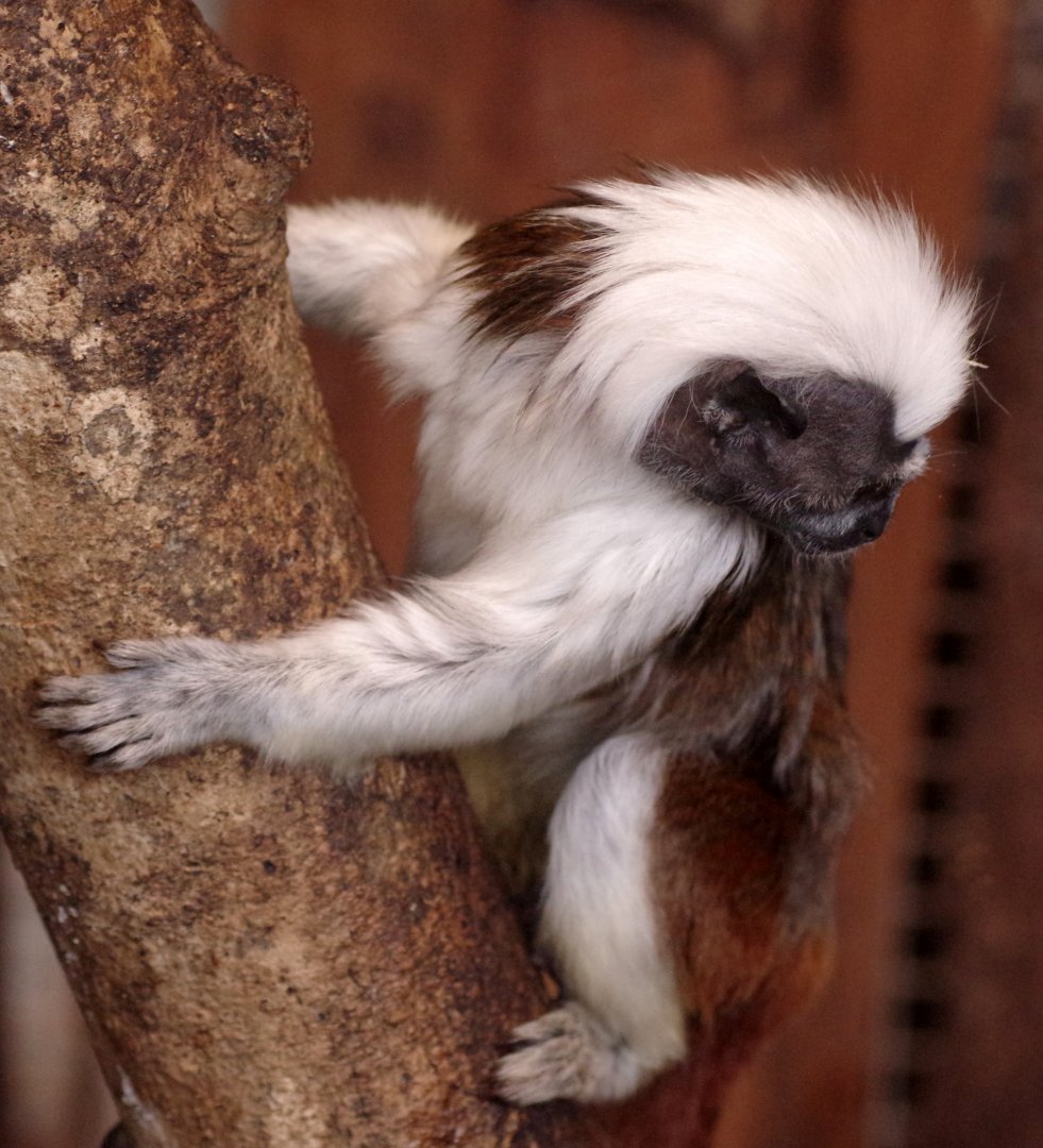Cotton-top tamarin 111224